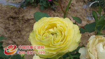 后悔种的月季排名