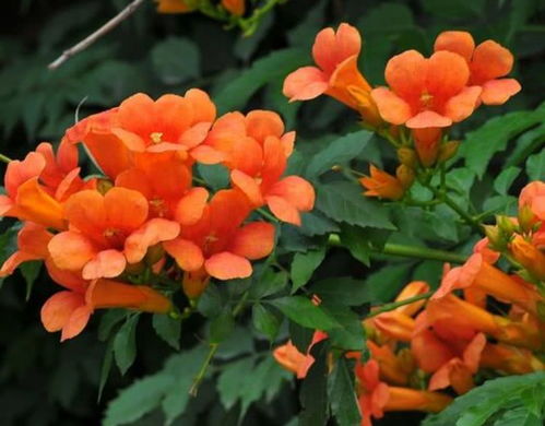 爬藤玫瑰为什么不开花