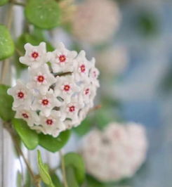 不需要阳光的爬藤植物