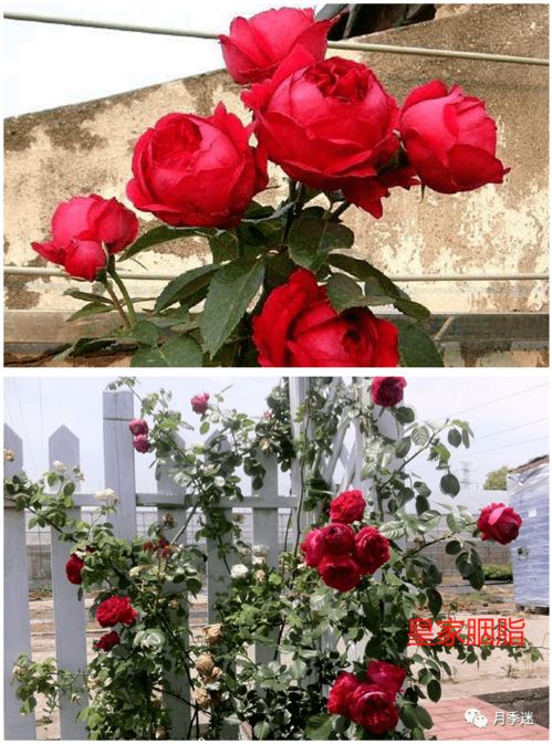 秋日胭脂长势如何