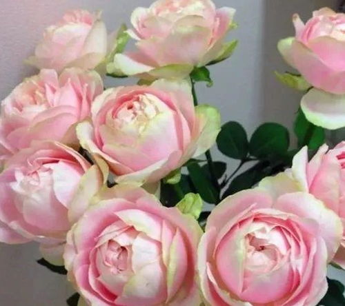 这花一年能开8个月,开完剪,剪完开,养花人都爱它 月季