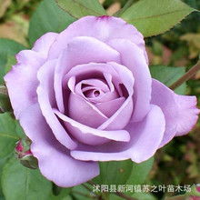 蓝色风暴是灌木还是藤本