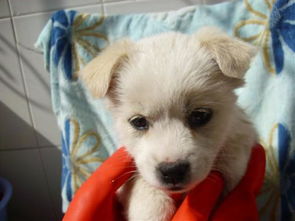 最适合楼房养的木本花