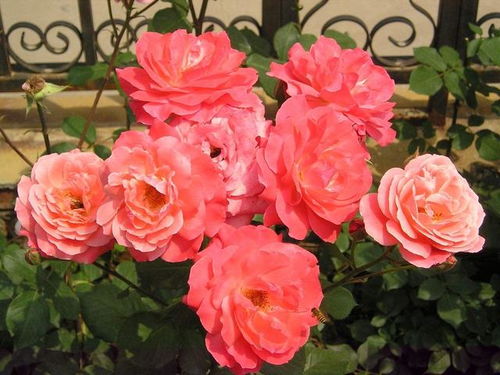 广东表现好的月季