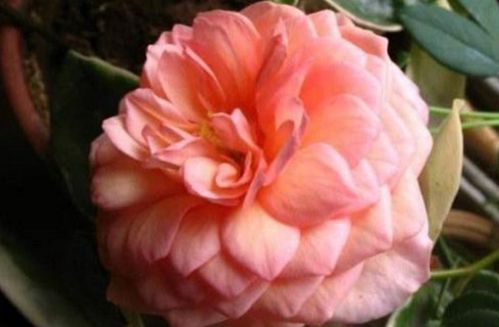 月季花十大经典品种