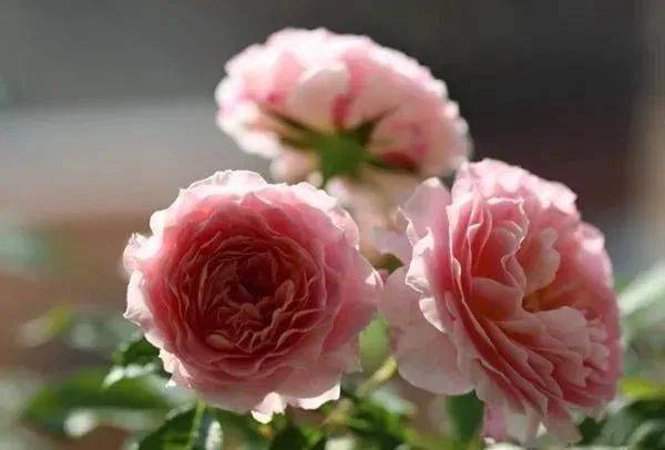 月季海神王为什么那么弱