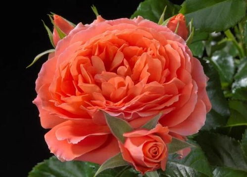 月季海神王耐晒吗