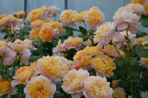 地栽大型灌木月季品种