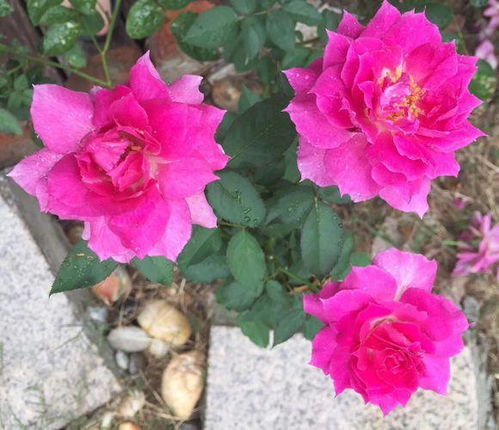 日月浓香型月季花 暮光之城月季 带花包对版
