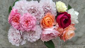 铃之妖精月季该不该淘汰