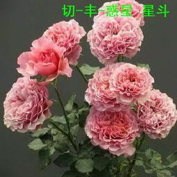 部分切花月季