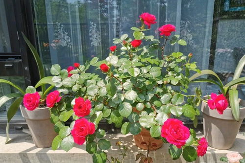 红色月季勤花丰花的品种