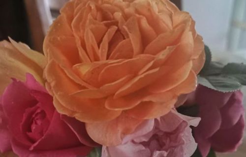 瑞典女王月季花的优缺点都有哪些