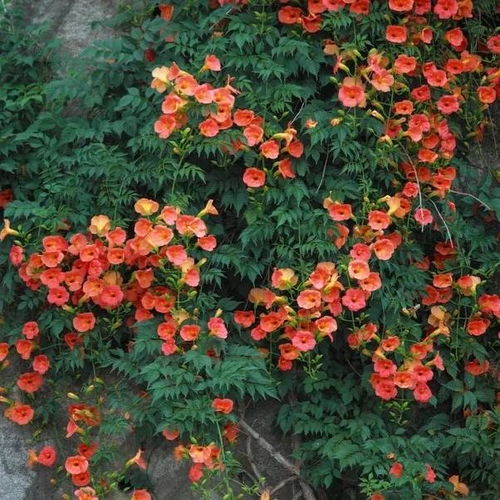 东北冻不死的藤本月季