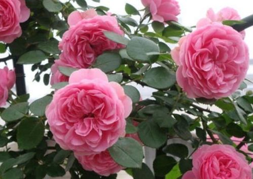 粉色达芬奇和粉色龙沙有什么区别