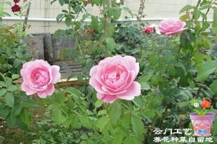 绝对耐热耐高温月季