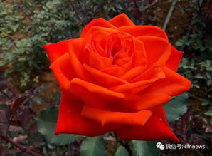 什么是切花月季品种