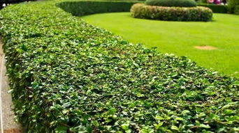 园林绿化苗木分类