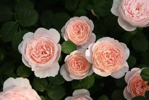 瑞典女王是藤本还是灌木