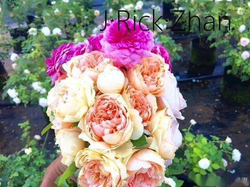 适合楼顶垂吊的月季