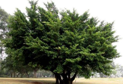 什么叫乔木和灌木