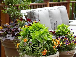 适于庭院地栽的花卉