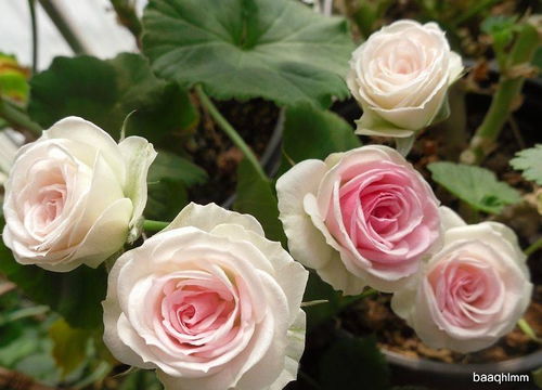 小女孩月季值得入手吗