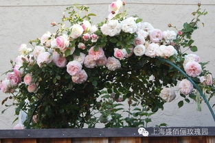 一墙芬芳,打造属于你的月季花海