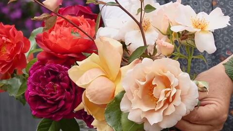 小花多头月季品种