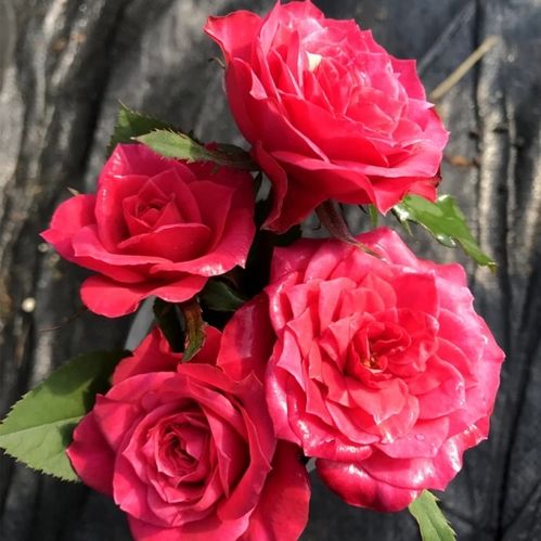 大红色微月推荐