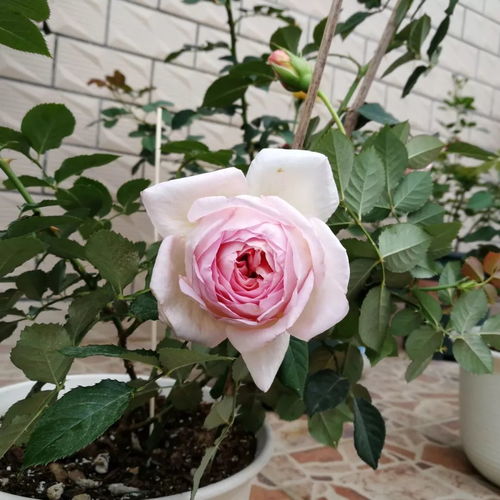 罗衣月季优缺点