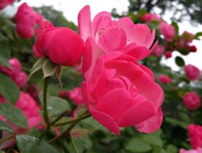 花期最长的藤本月季