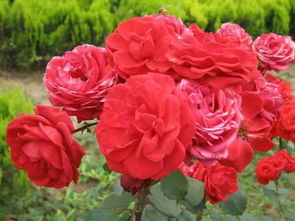 月季用多大盆种比较好