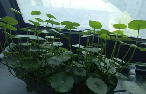 适合在室外养的大型盆栽