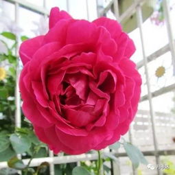 最值得种的切花月季