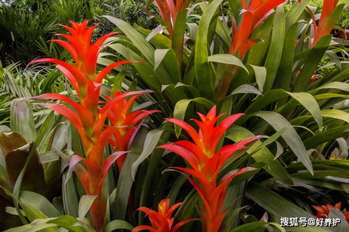 十种不需要阳光的蔬菜