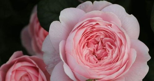 哪种爬藤月季花好养又好看