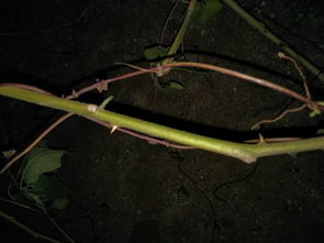 被植物的刺扎到肿了怎么办