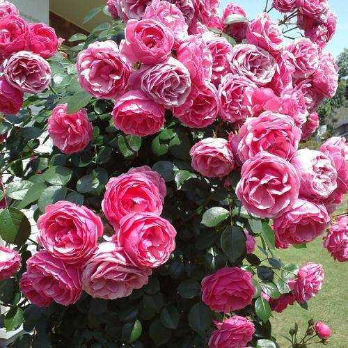 月季艾拉绒球的优缺点