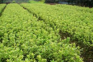 乔木与灌木的区别