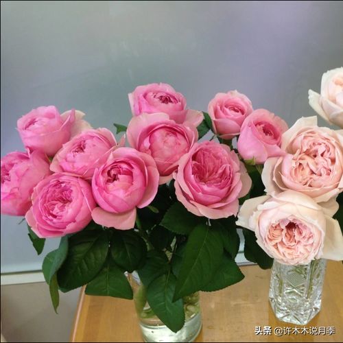 抗病性最好的月季品种