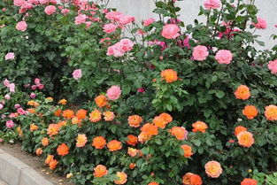 灌木月季和藤本月季有什么区别