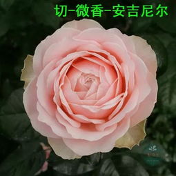 部分切花月季