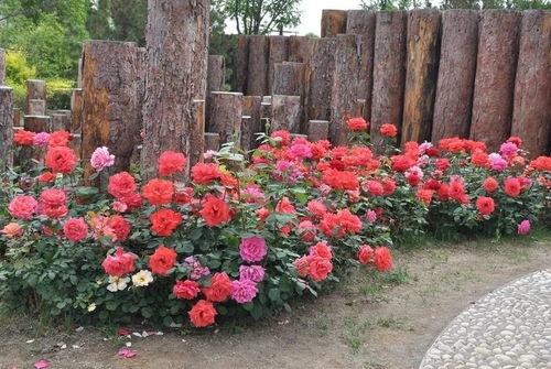 爬藤月季多季开花品种