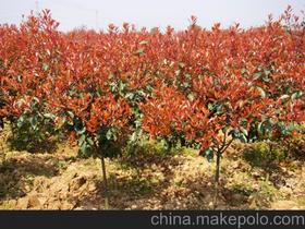 灌木藤本月季的区别