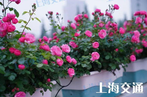 安吉拉月季花籽怎么种植