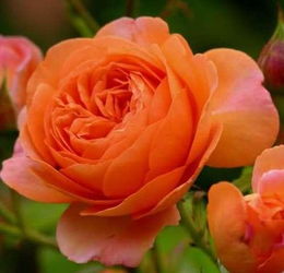 月季开花机器第一名