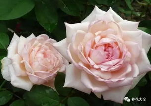 中国古老月季排名