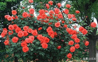 我的心是藤本还是灌木