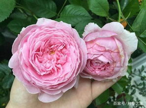 香味控进 浓香型月季花品种 一棵让您满室盈香